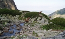 Chamois beundrar utsikten längs vandringsleden